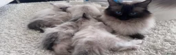 Ragdoll cats for sale: Fluffy Ragdoll Kittens - Advert 4