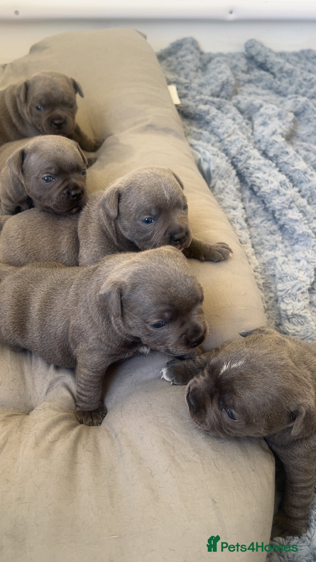 Staffordshire Bull Terrier dogs for sale: 🏆  GRAND CHAMPION Staffordshire Bull Terrier Pups - Image 3