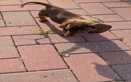 Dachshund dogs for sale: Dachshund puppies - Image 3