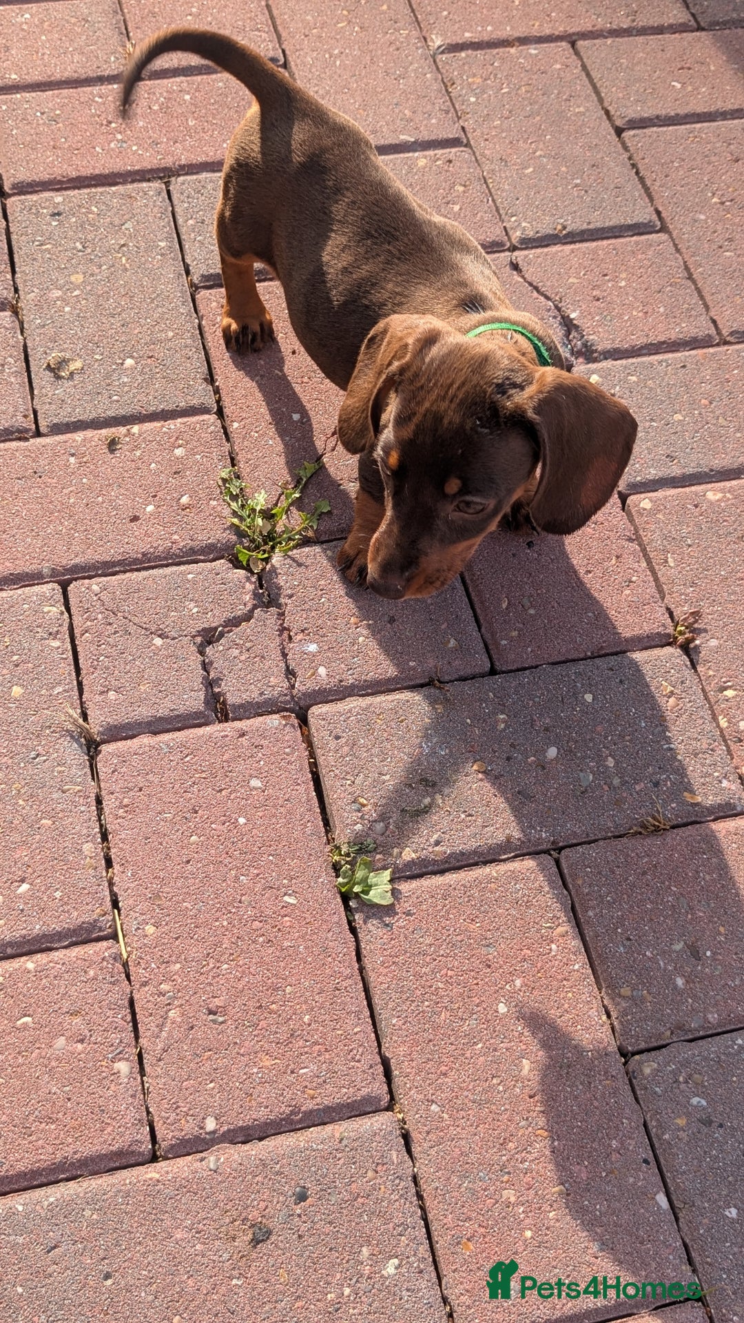 Dachshund dogs for sale: Dachshund puppies - Image 3