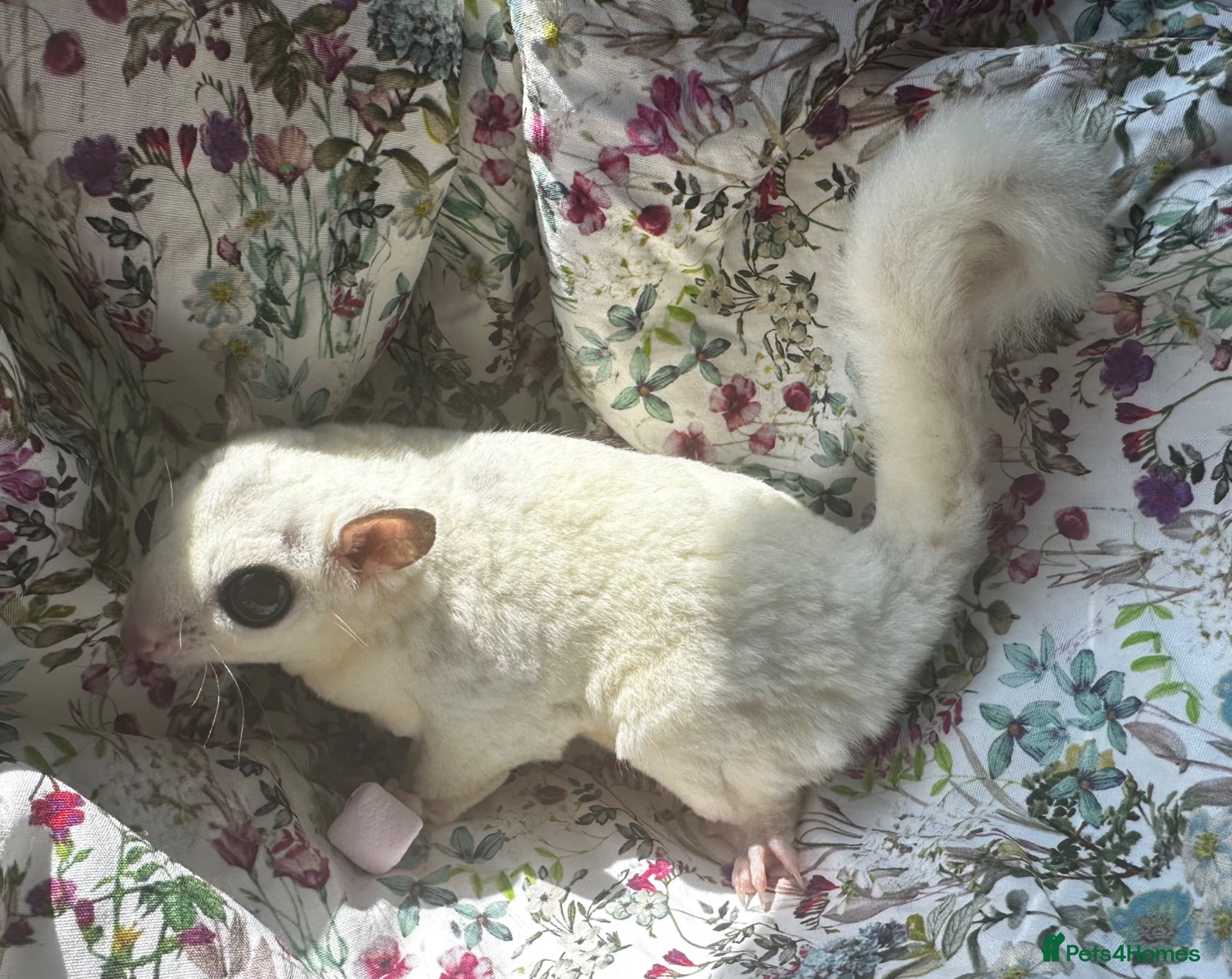 Sugar Glider rodents Platinum Mosiac and white faced female - Advert 8