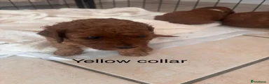 Cavapoo 2 yellow collar 