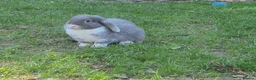 Mini Lop rabbits for sale: Mini lop babys for sale  - Advert 8