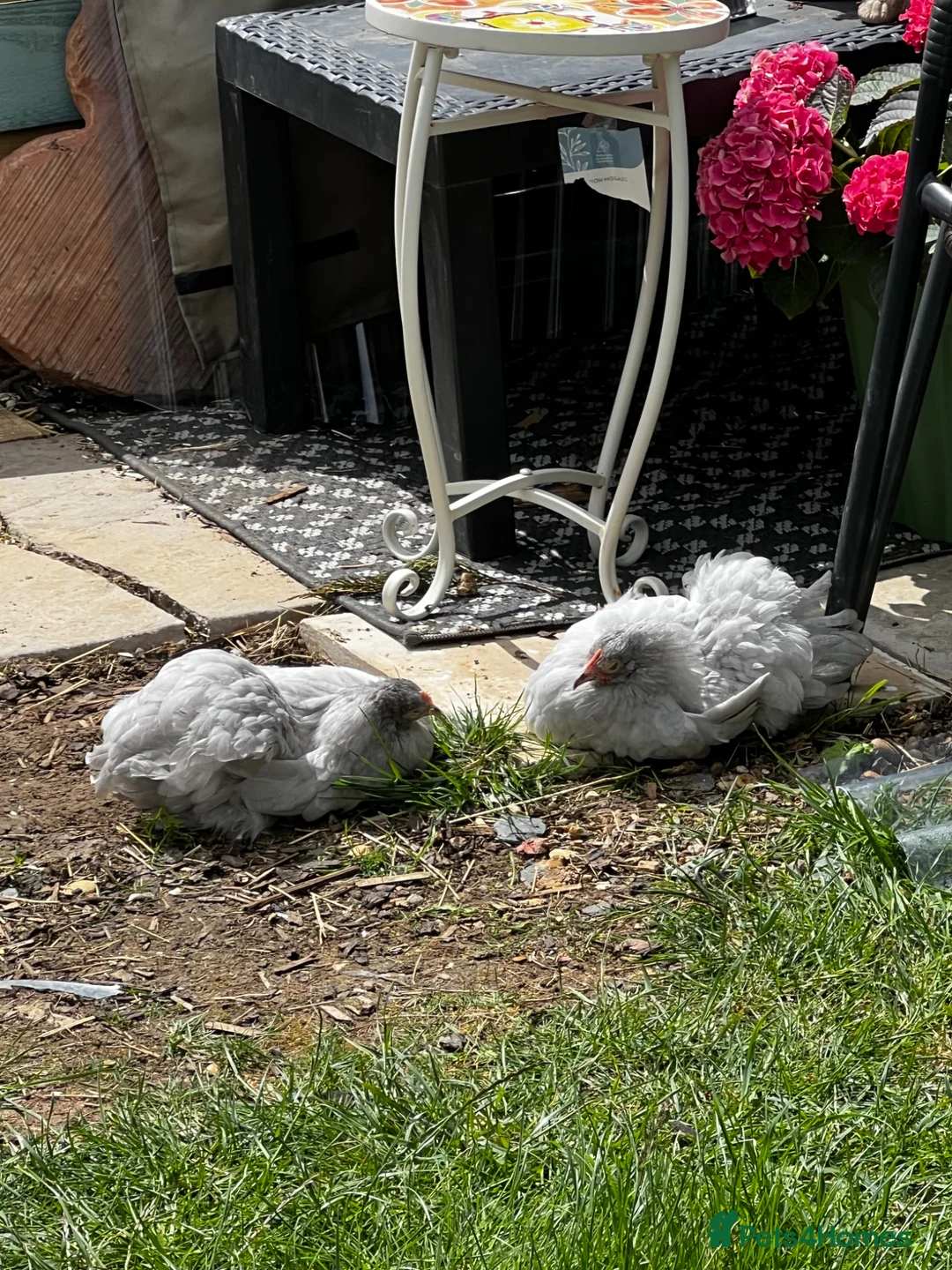 Chickens poultry for sale: Female lavender bantams  - Advert 2