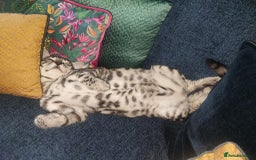 Bengal cats for sale: Sensational Silver Bengal boy requires new family  - Image 35