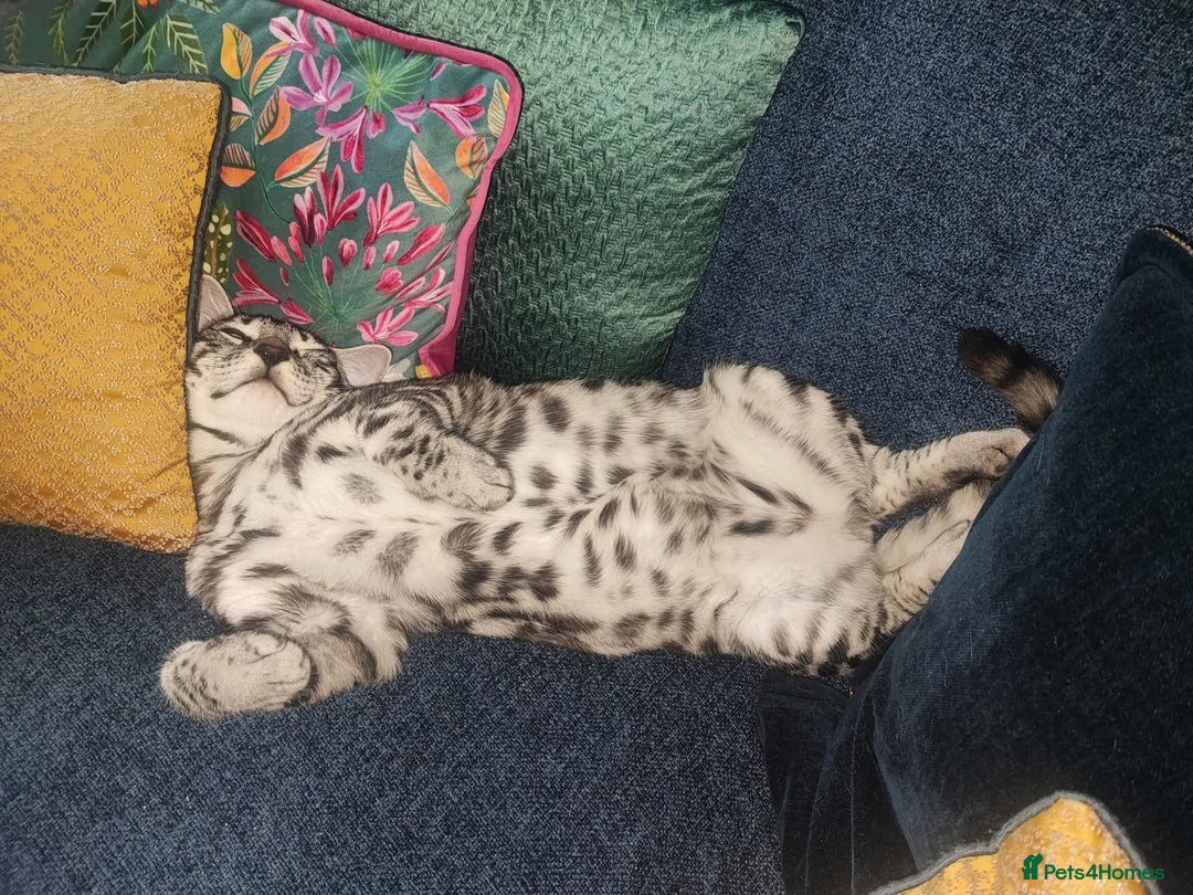 Bengal cats for sale: Sensational Silver Bengal boy requires new family  - Image 35