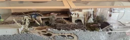 Hamster rodents for sale: Beautiful Complete Syrian Hamster + Setup - Advert 3