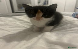 Mixed Breed cats for sale: Persian mix ragdoll - Image 3