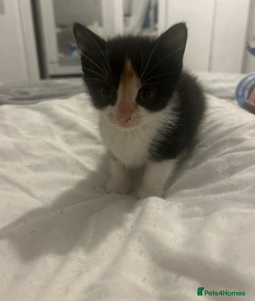Mixed Breed cats for sale: Persian mix ragdoll - Image 3