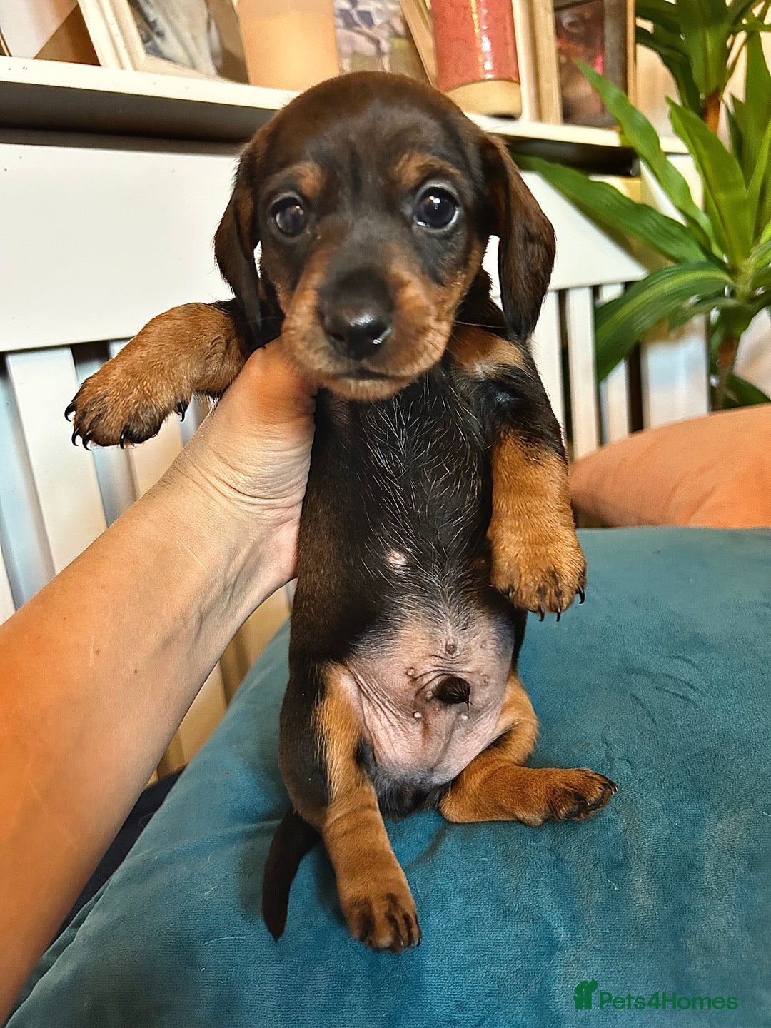 Miniature Dachshund dogs for sale: *2 Boys Remaining* Stunning Mini Dachshunds  - Image 1