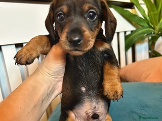 Miniature Dachshund dogs - Advert 4