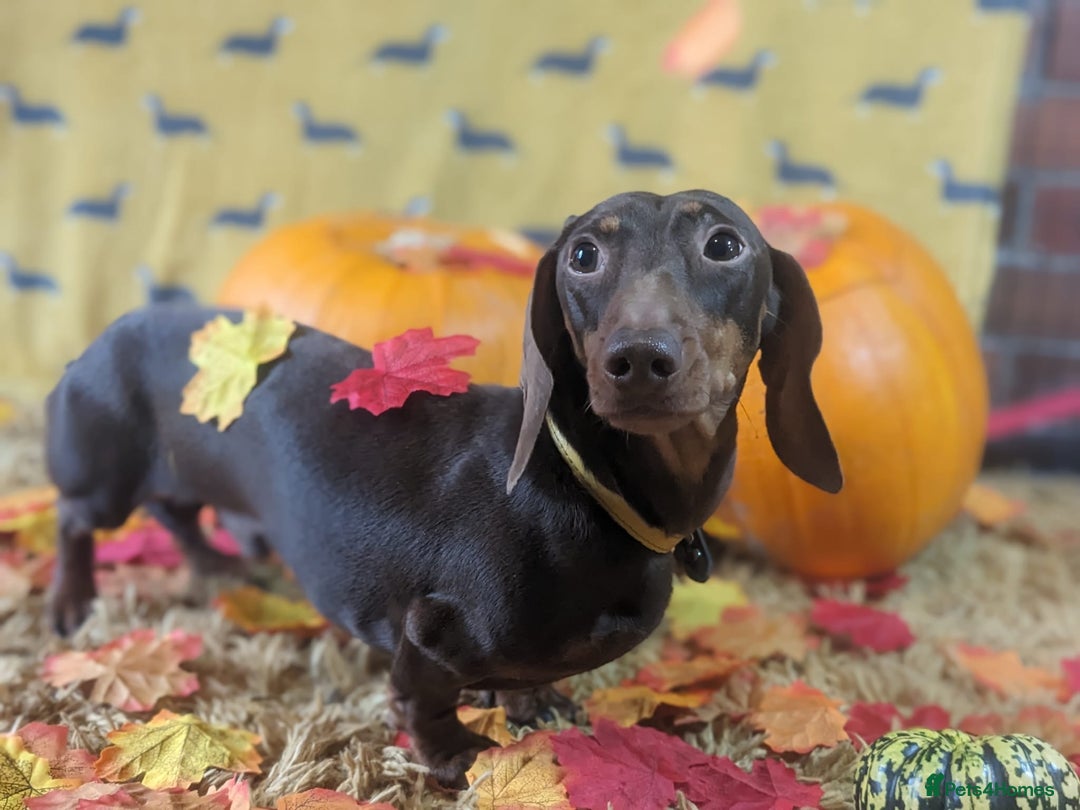 Miniature Dachshund dogs for stud: kc reg.. fully health tested miniature dachshund in Wrexham - Advert 5