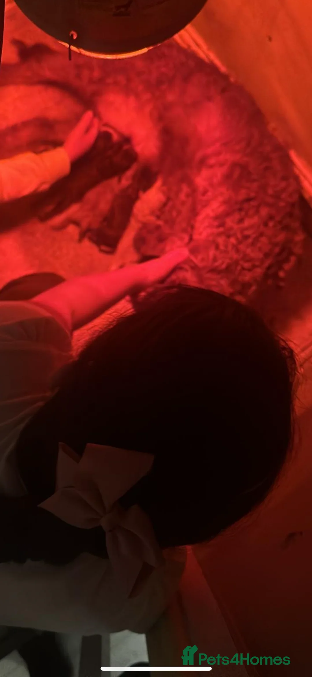 Labradoodle dogs for sale: 🐣Outstanding F1B Labradoodles 🐣 in Nottingham - Advert 2