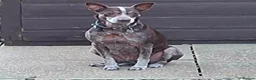 Mixed Breed dogs for adoption: Benji - Fakenham Norfolk  in Fakenham - Advert 9