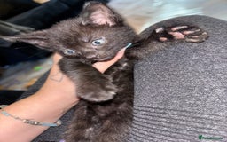 British Shorthair cats for sale: One male ready to leave now  - Image 2