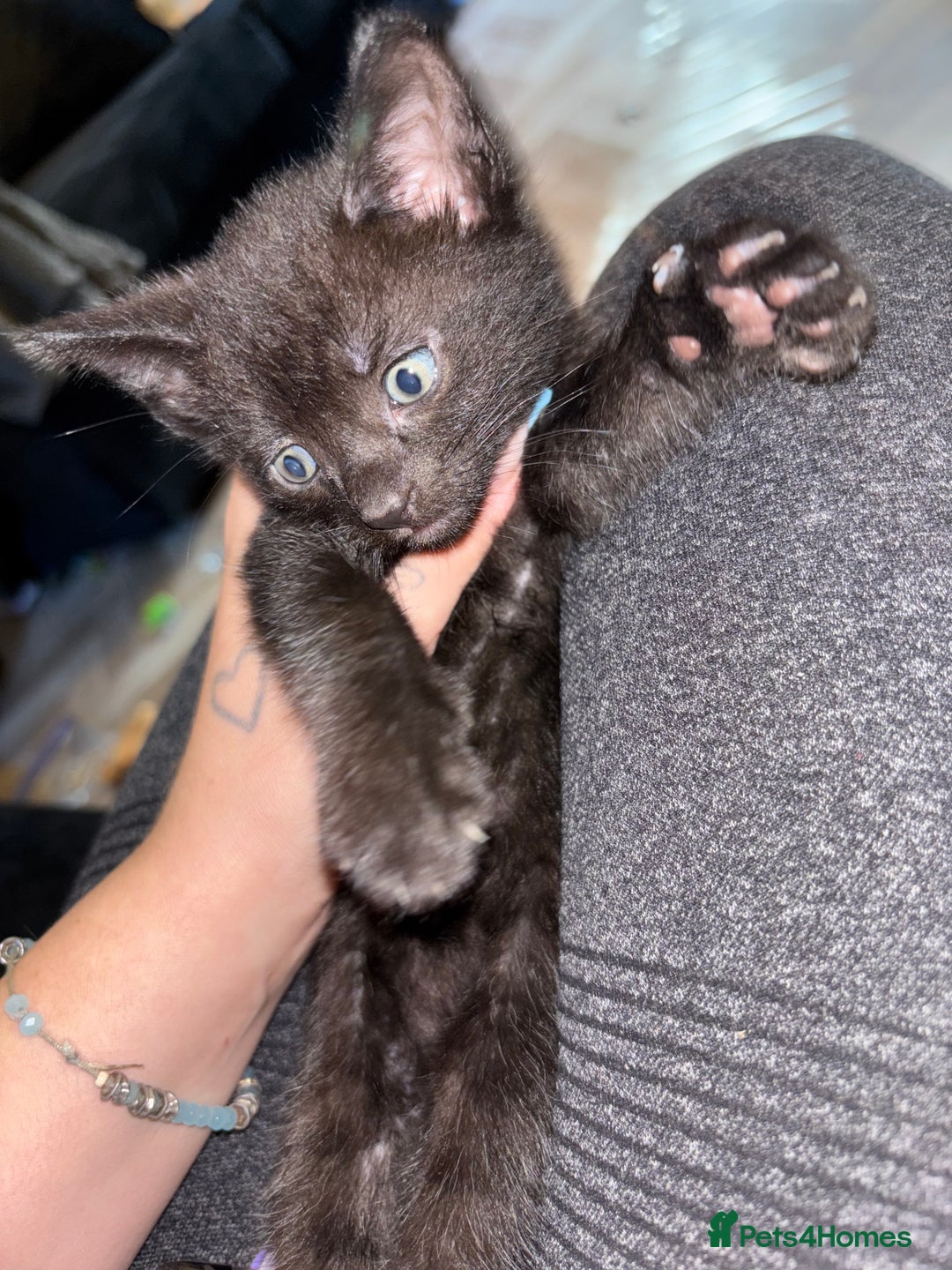 British Shorthair cats for sale: One male ready to leave now  - Image 2