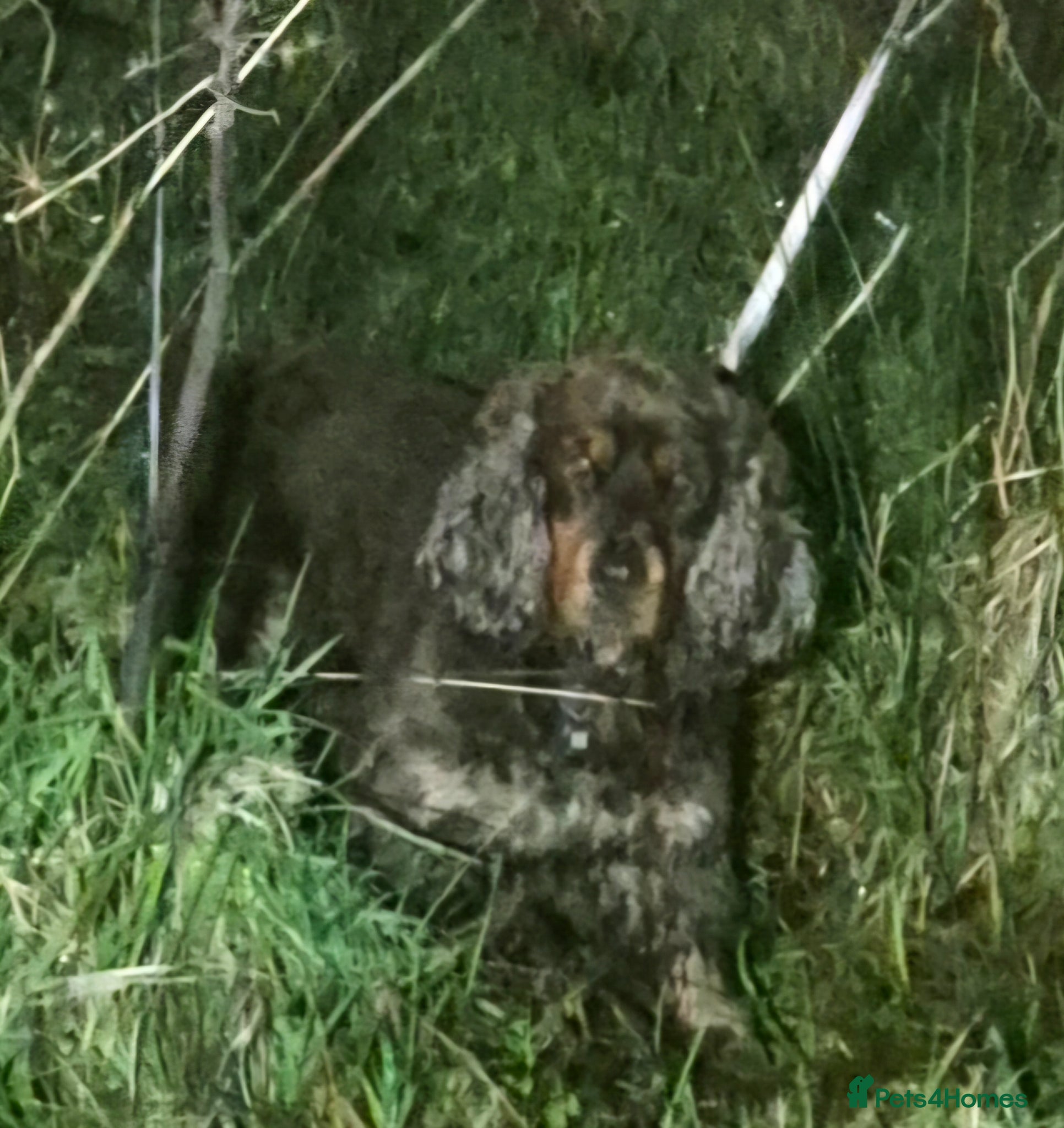 Cockapoo dogs A litter of beautiful toy cockapoos  - Advert 9