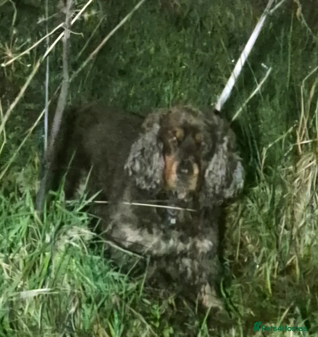Cockapoo dogs for sale: A litter of beautiful toy cockapoos  - Advert 1