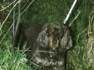 Cockapoo dogs A litter of beautiful toy cockapoos - Advert 9