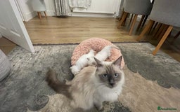 Ragdoll cats for sale: Rag doll kittens  - Image 7