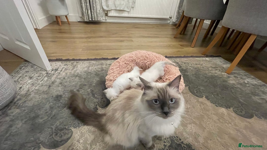 Ragdoll cats for sale: Rag doll kittens  - Image 7