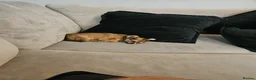Chihuahua dogs for sale: Pedigree Male Chihuahua 13 weeks old - Advert 2