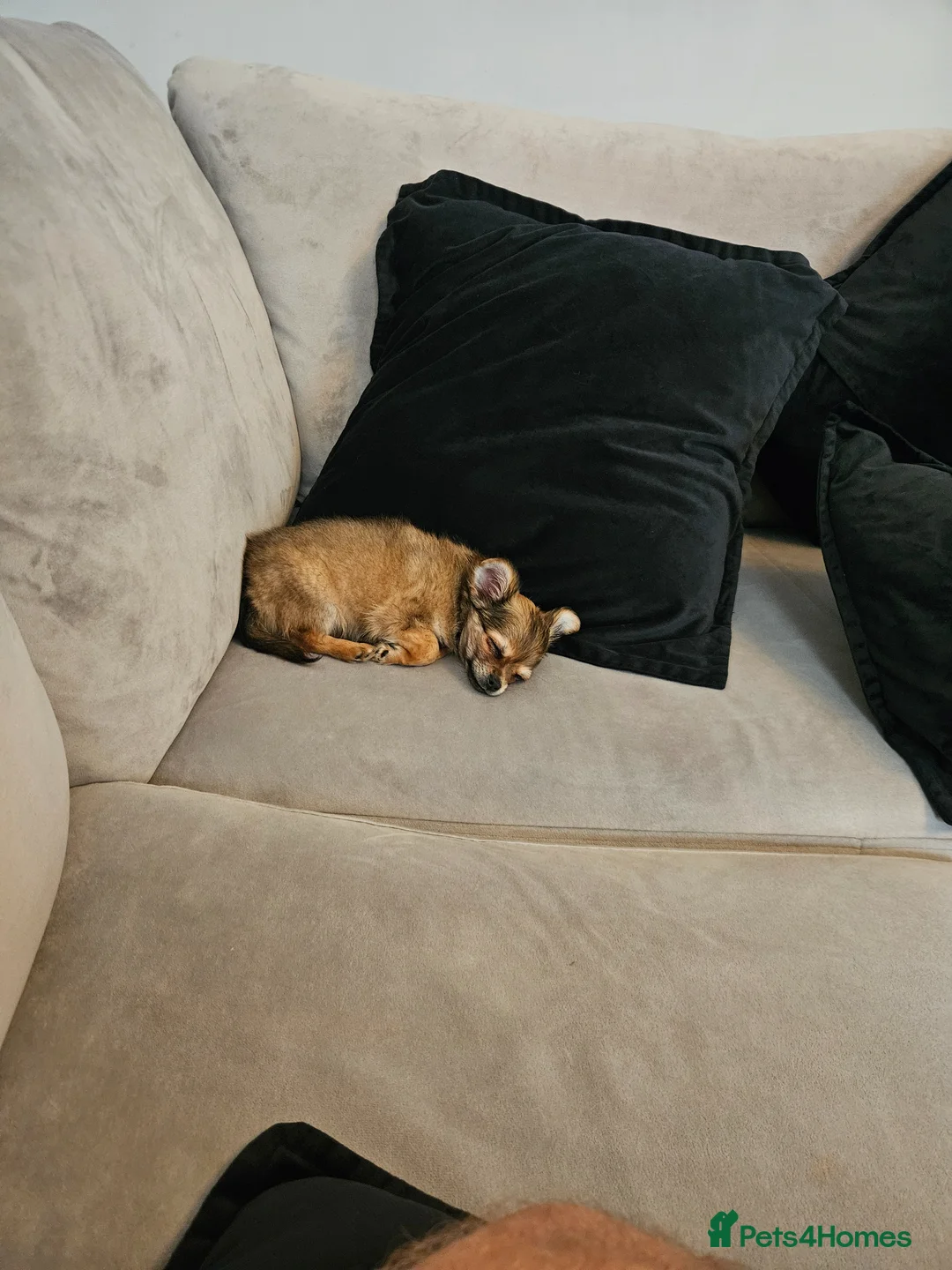 Chihuahua dogs for sale: Pedigree Male Chihuahua 13 weeks old - Advert 2