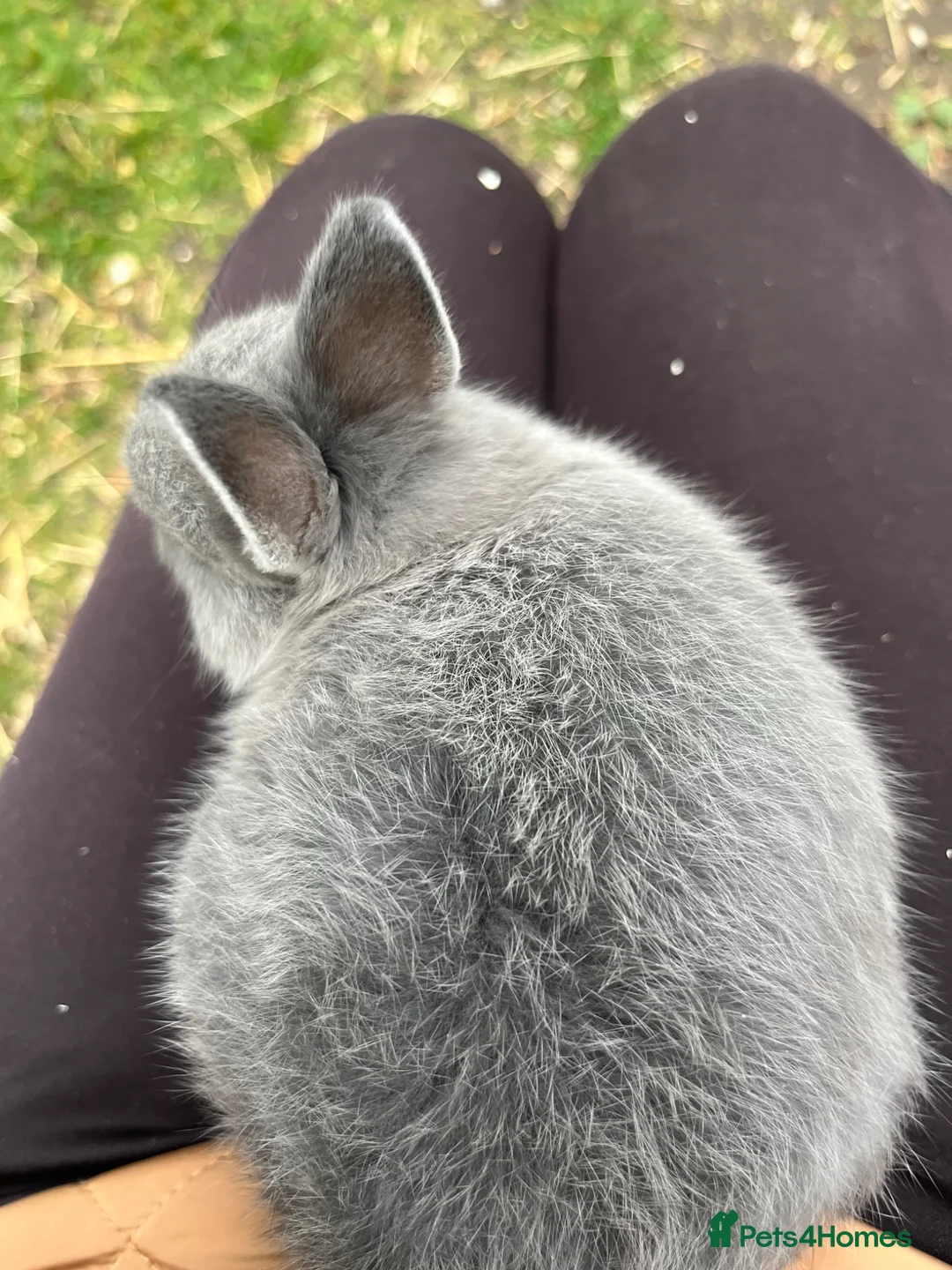 Netherland Dwarf rabbits for sale: Baby and young adult Netherland Dwarfs for sale  - Advert 2