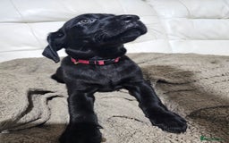 Labrador Retriever dogs for sale: 2boys / 4 girls  READY TODAY FOR FOREVER HOMES - Image 10