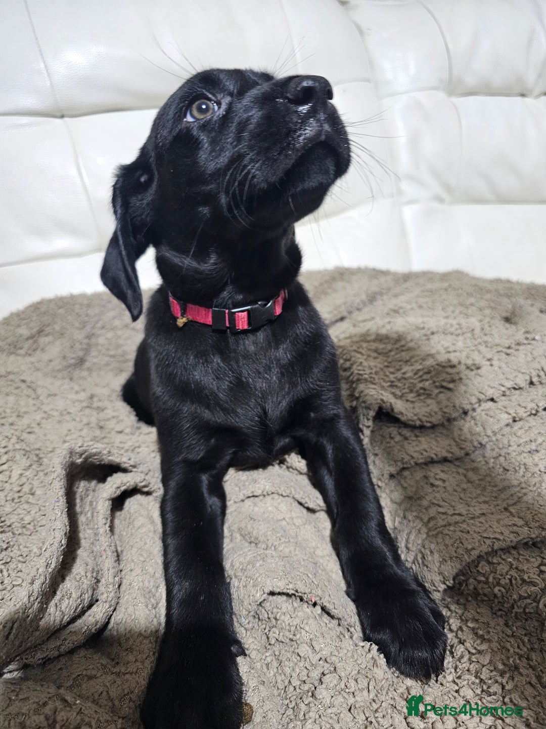 Labrador Retriever dogs for sale: 2boys / 4 girls  READY TODAY FOR FOREVER HOMES - Image 10