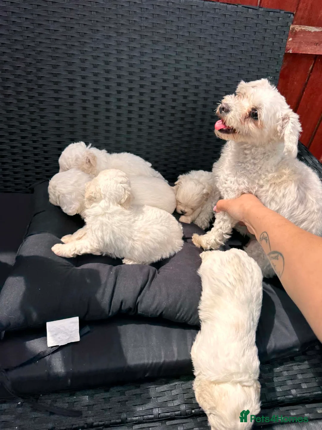 Mixed Breed dogs for sale: Bichon Maltese puppies - Advert 16