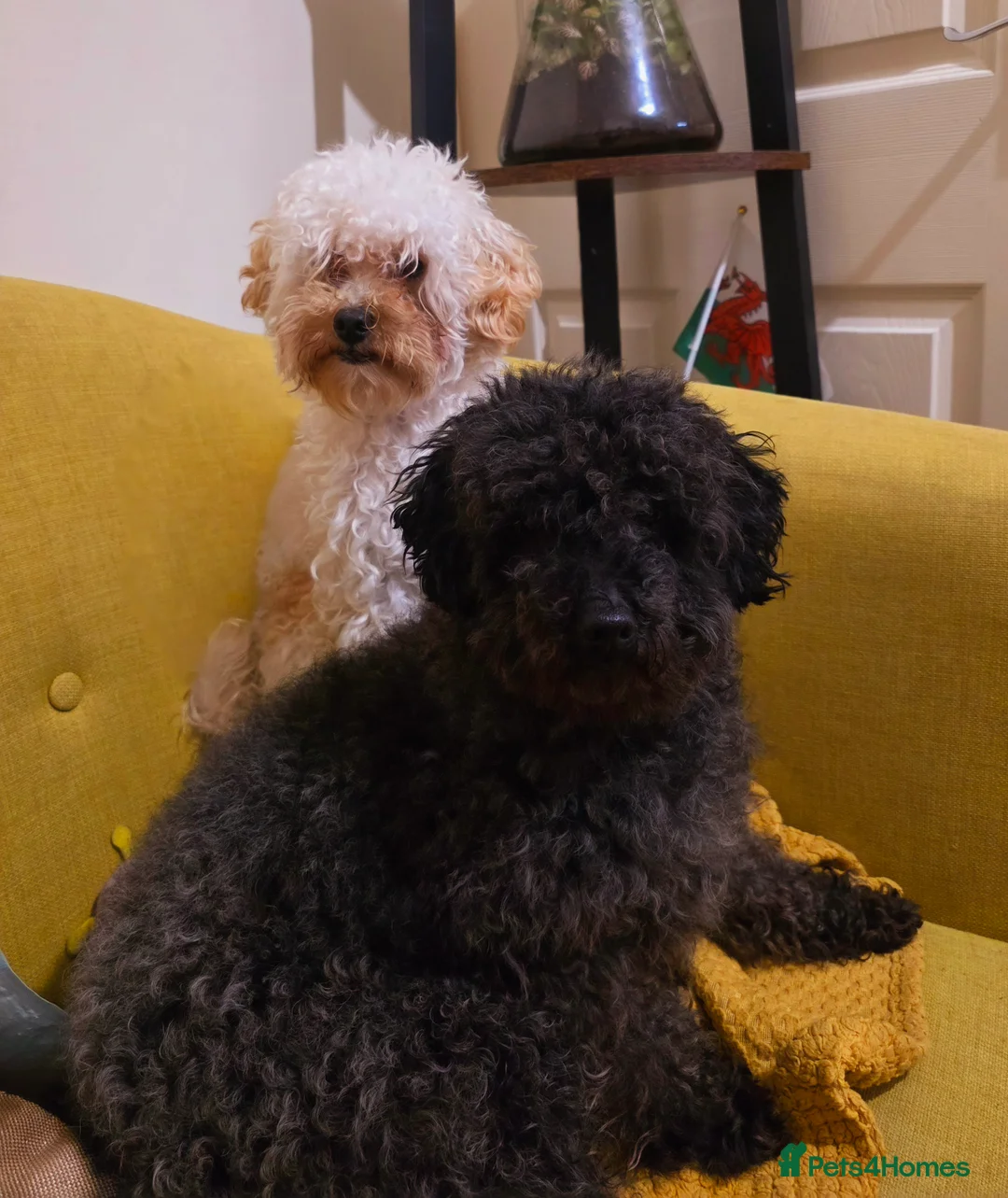 Toy Poodle dogs for sale: Female toy poodle for sale  - Advert 5