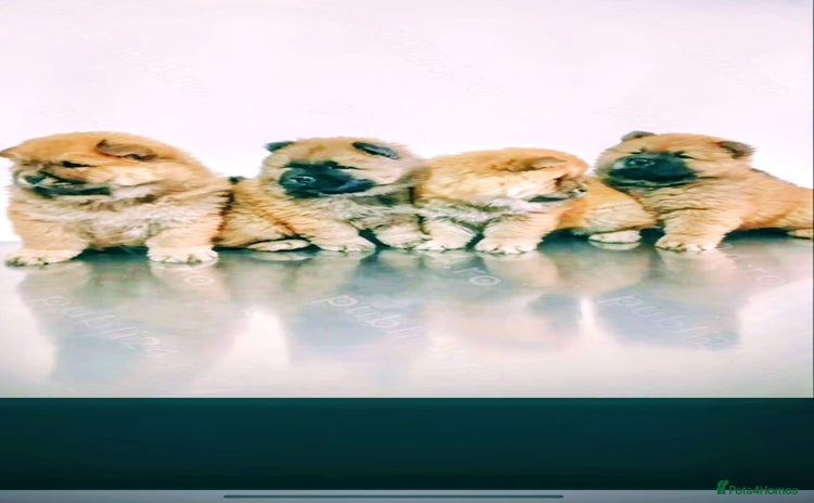 Chow Chow dogs - Advert 1
