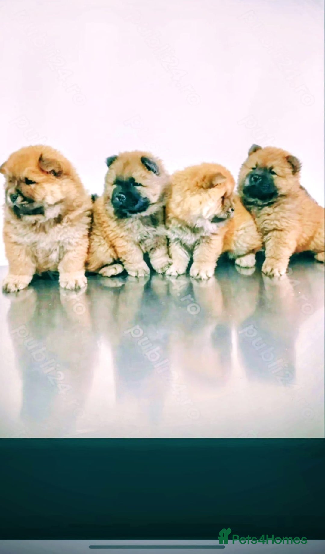 Chow Chow dogs for sale: Chow chow - Image 1