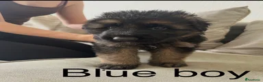 German Shepherd Puppy 5