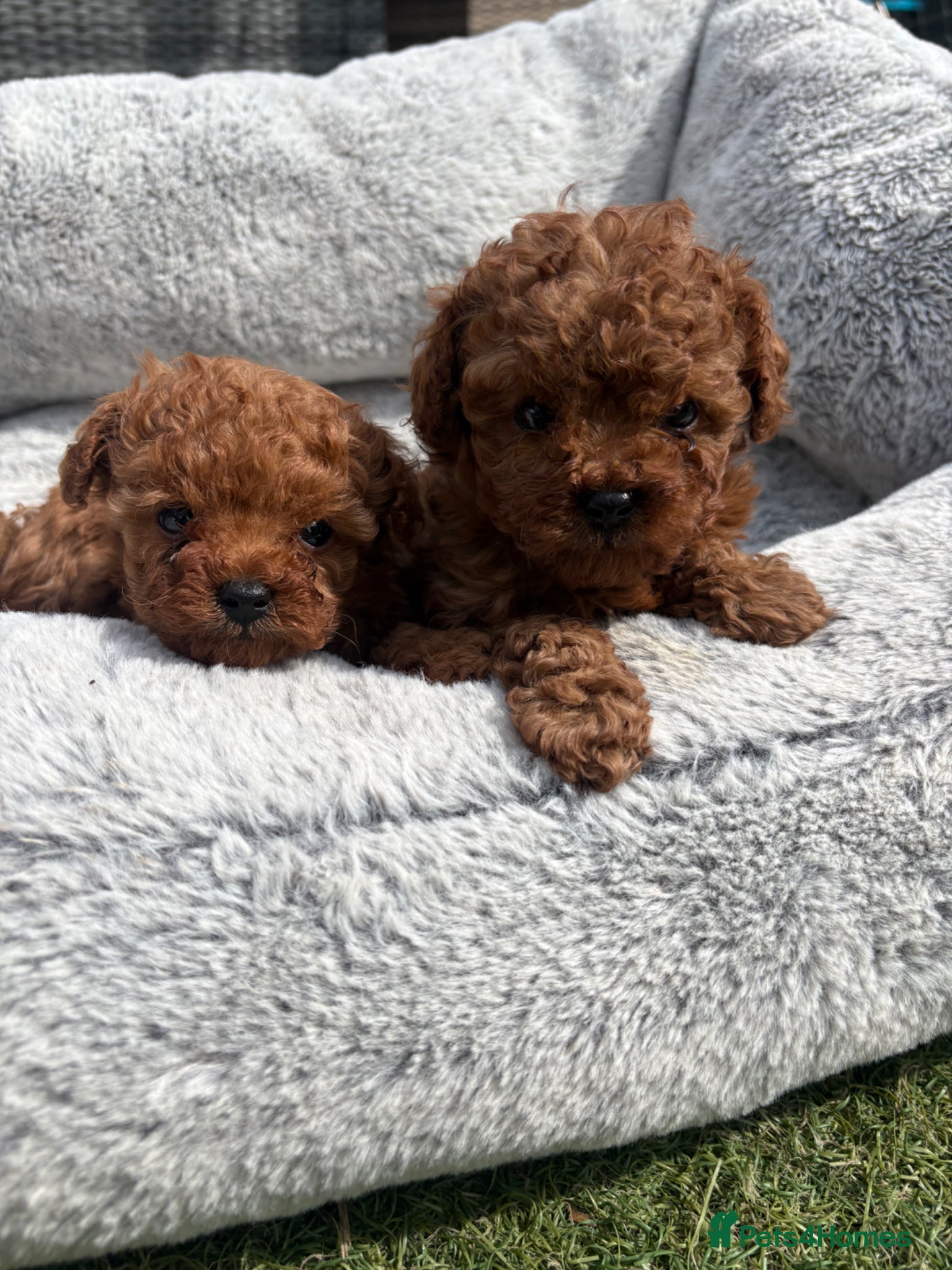 Cavapoo dogs Stunning ruby red toy boy Cavapoos - Advert 1