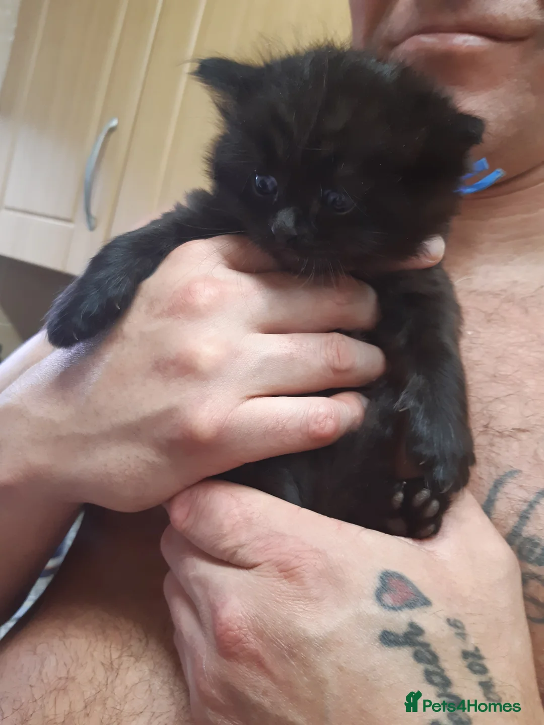 Ragdoll cats for sale: Black fluffy ragdoll x domestic kittens  - Advert 7