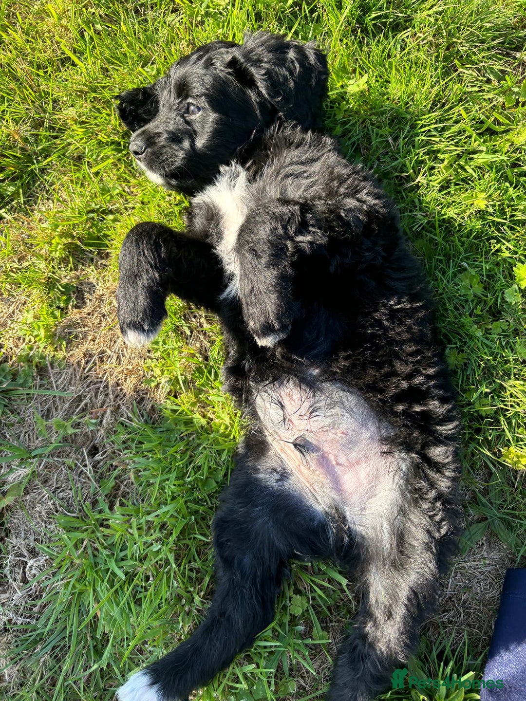Portuguese Water Dog dogs for sale: Art Nouveau - Image 27