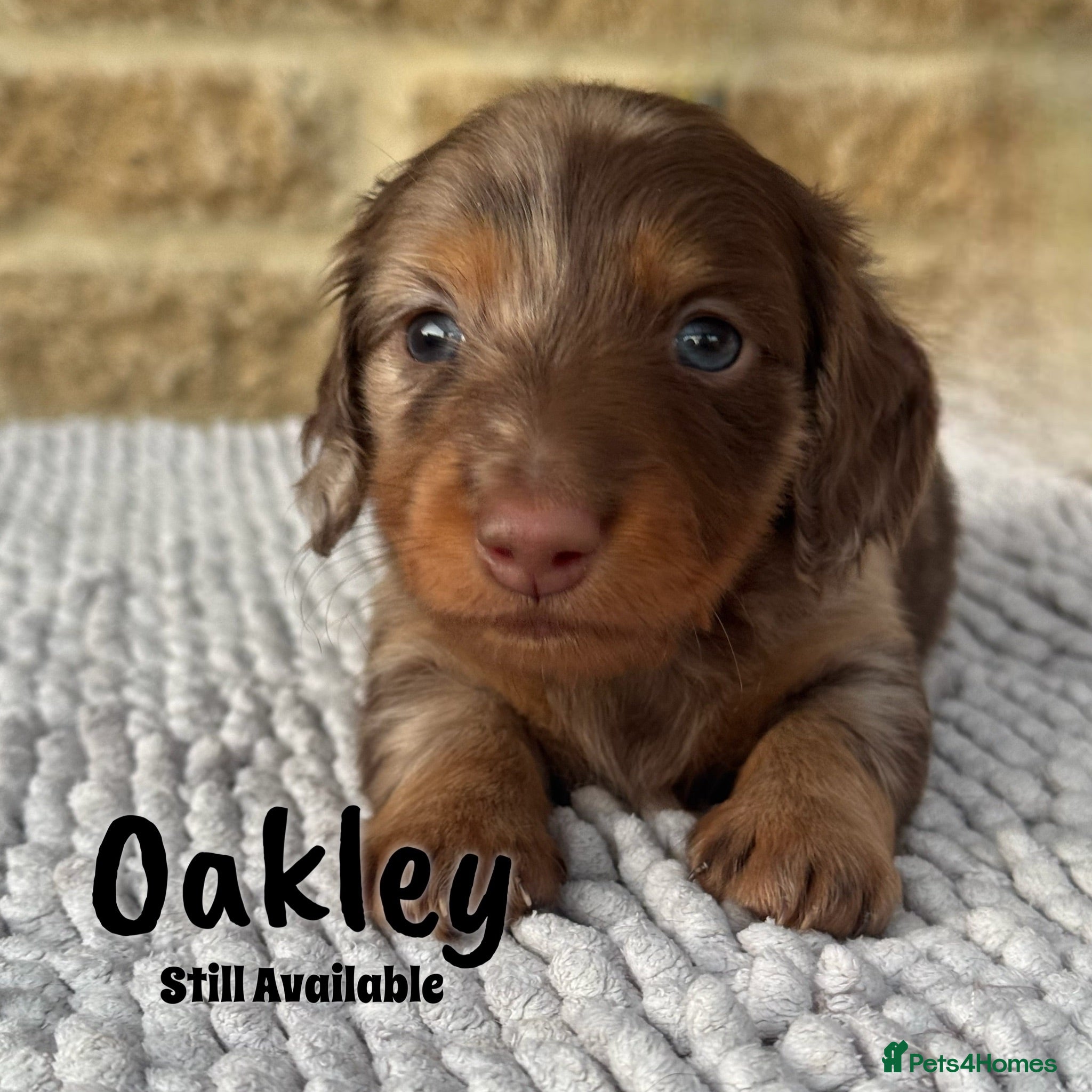 Miniature Dachshund dogs Gorgeous Long Haired Miniature Dachshund Puppies - Advert 5