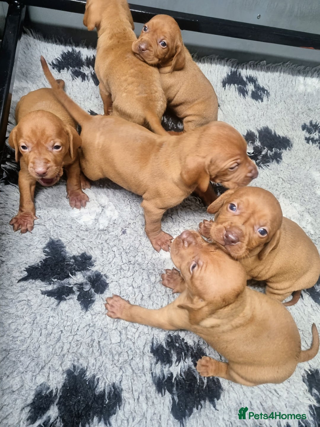 Hungarian Vizsla dogs for sale: Stunning KC Hungarian Vizsla Puppies  - Image 3