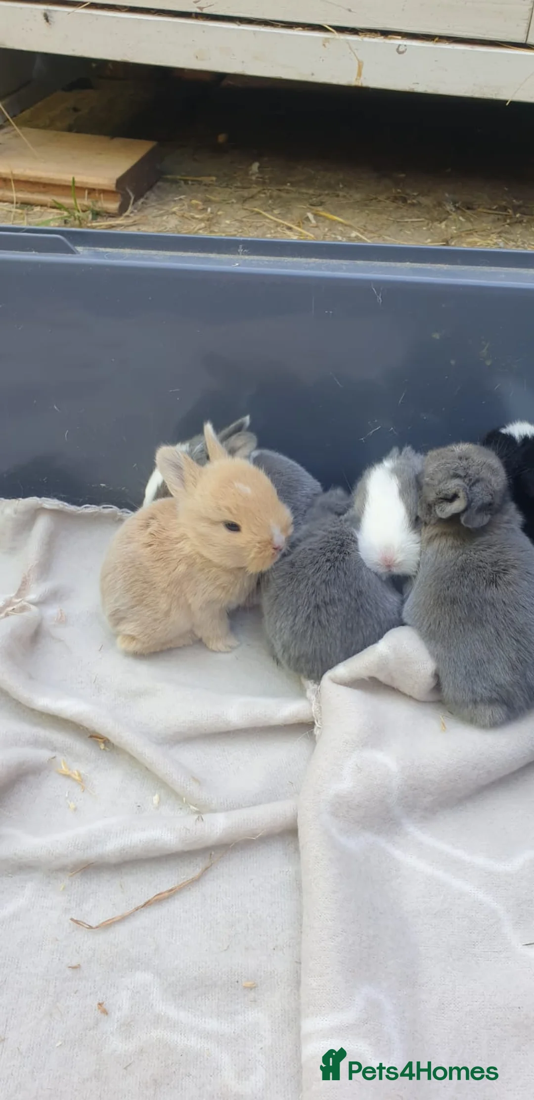 Mixed Breed rabbits for sale: Dutch x Netherland dwarf kits + 2lionhead females - Advert 17