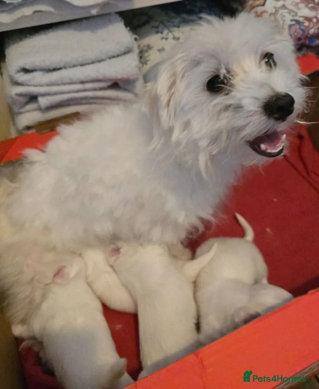 Maltese dogs for sale: Maltese puppies  - Advert 5