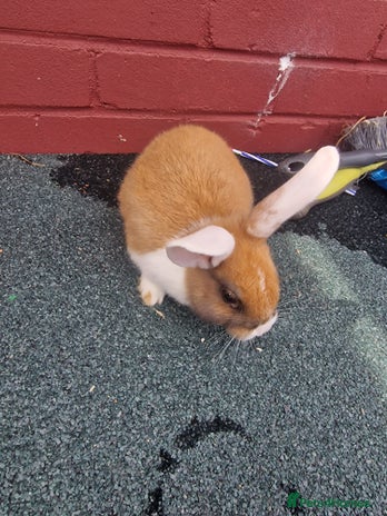 Mixed Breed rabbits - Advert 6