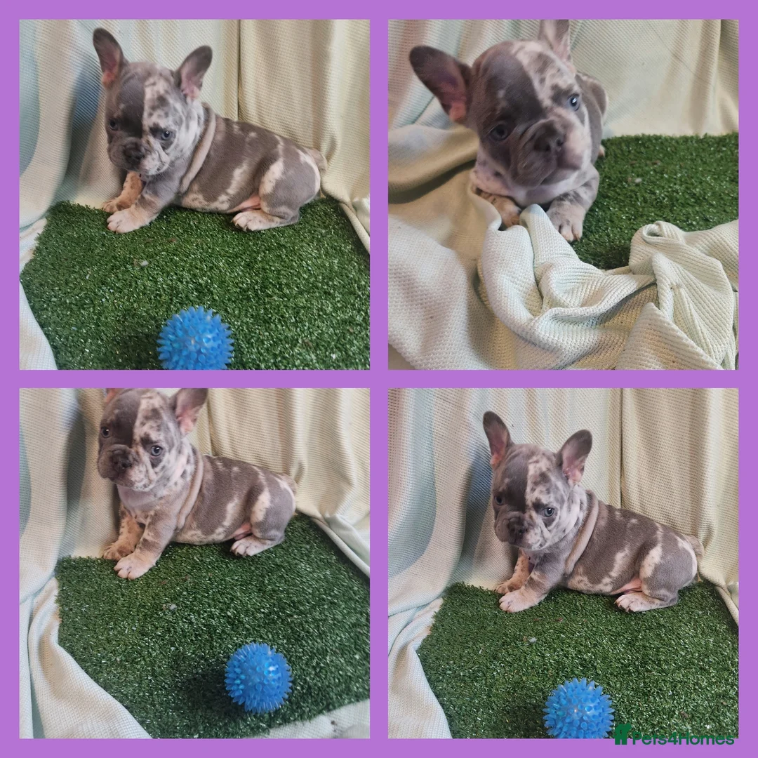 French Bulldog dogs for sale: Adorable Frenchies  - Advert 16