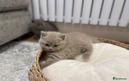British Shorthair cats for sale: Beautiful GCCF Chunky British Shorthair Kittens!  - Image 2