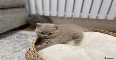 British Shorthair cats - Advert 6