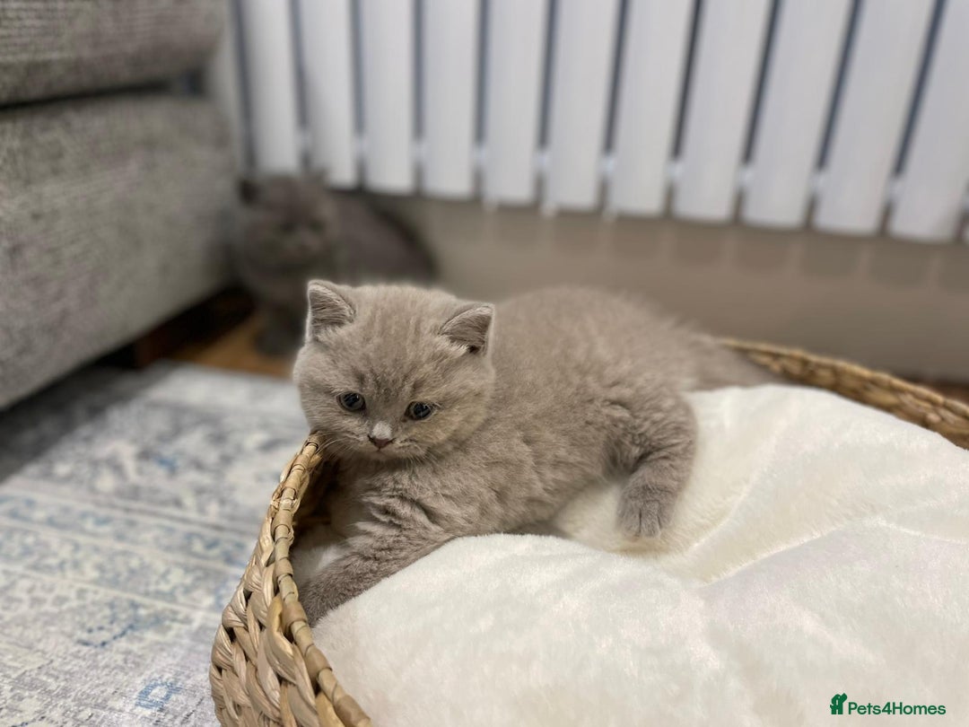 British Shorthair cats for sale: Beautiful GCCF Chunky British Shorthair Kittens!  - Image 2