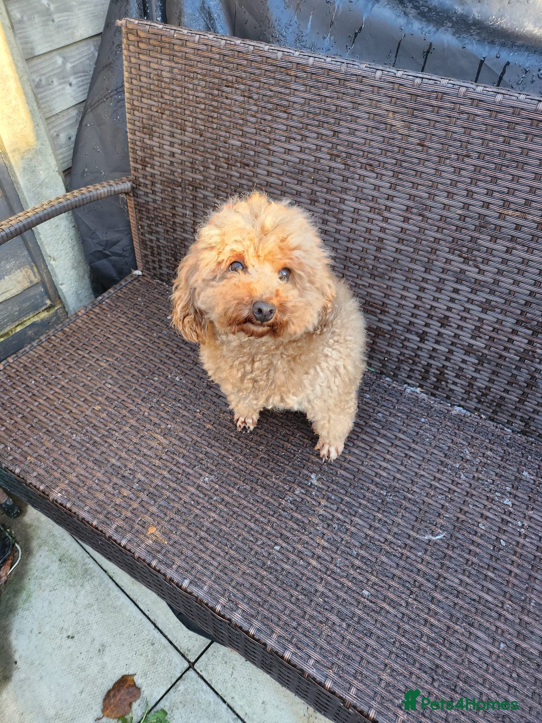 Toy Poodle dogs for sale: KC 6 yrs old Toy poodle girl - Advert 6