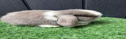 Mini Lop rabbits for sale: Mini lops available ready to leave now  - Advert 9