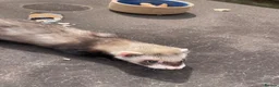 Ferret rodents for sale: Ferrets for sale mixed  in Ilkeston - Advert 7